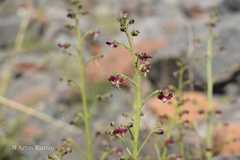 Scrophularia dentata